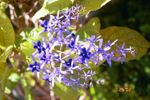 ../Images/Homestead_Blue_Flower.jpg