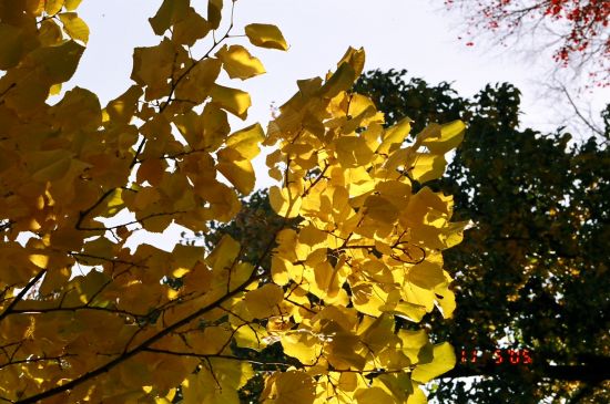 ../Images/autumn-leaves-vermont_89550022.jpg
