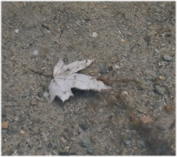 ../Images/leaf-fallen-in-Lake-Champlain_89560023.jpg