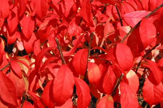 ../Images/red-red-leaves_89550020.jpg