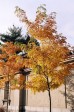 Thumbs/tn_Harvard-autumn-leaves_89570004.jpg