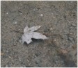Thumbs/tn_leaf-fallen-in-Lake-Champlain_89560023.jpg