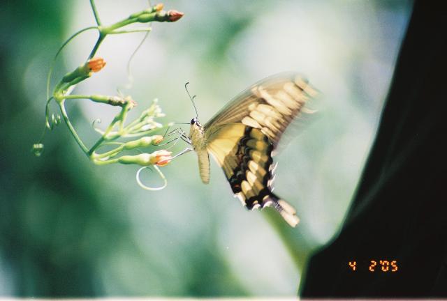 ../Images/Butterfly-in-Flight_0501398-R1-042-19A.jpg
