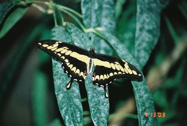 ../Images/Giant-Swallowtail_0273741-R2-030-13A.jpg
