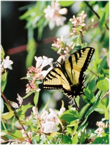../Images/Western-Tiger-Swallowtail.jpg