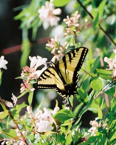 ../Images/Western-Tiger-Swallowtail_0234460-R1-045-21.jpg