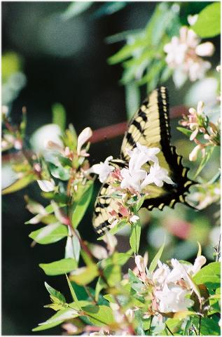 ../Images/Western-Tiger-Swallowtail_0234460-R1-047-22.jpg