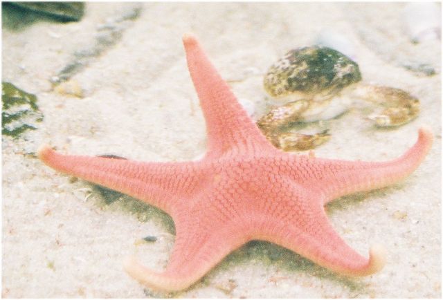 Starfish, Health Benefits of Sex