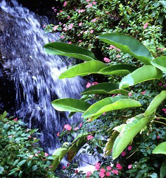 flowers waterfall