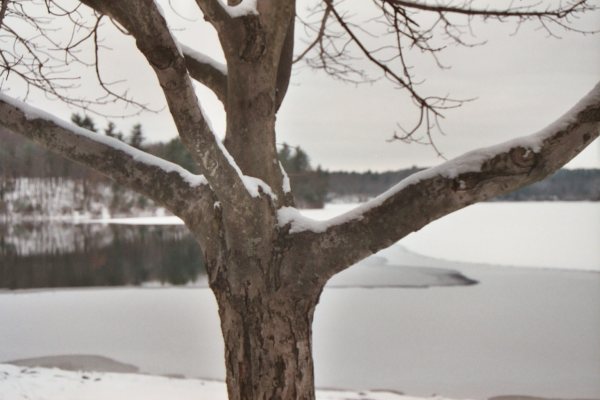 ../Images/walden-pond-tree-in-winter013_10A.JPG