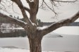 Thumbs/tn_walden-pond-tree-in-winter013_10A.jpg
